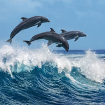 cropped-dolphin-island.jpg