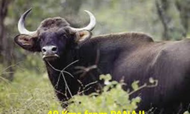 BONDLA WILDLIFE