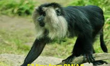 MHADEI WILDLIFE