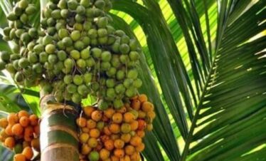 SPICE PLANTATIONS